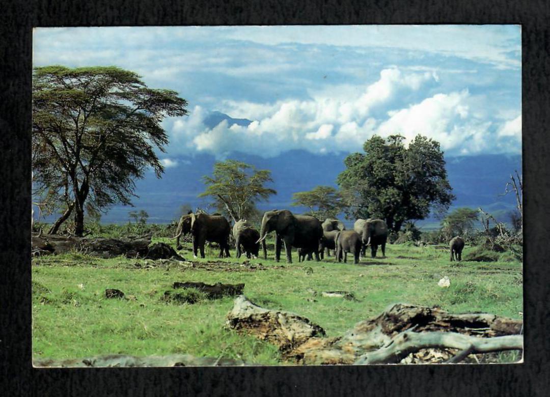 Modern Coloured Postcard by the WWFof Elephants - 444922 - Postcard image 0