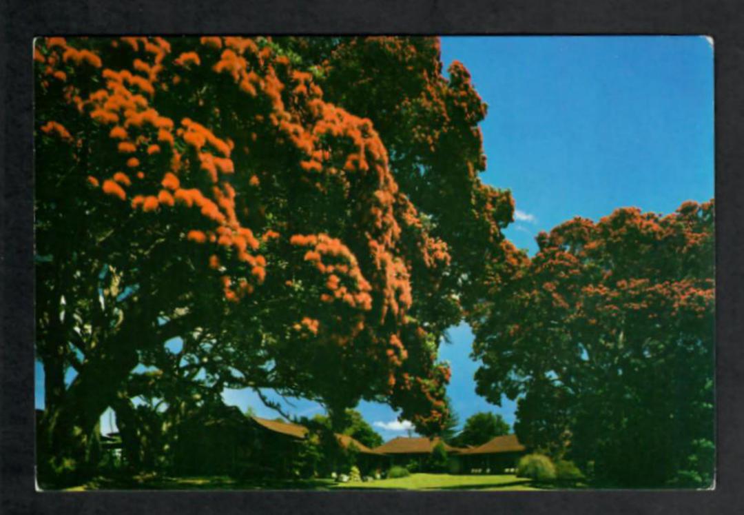 Modern Coloured Postcard by Gladys Goodall of Pohutukawa Trees Takapuna Beach. - 444086 - Postcard image 0
