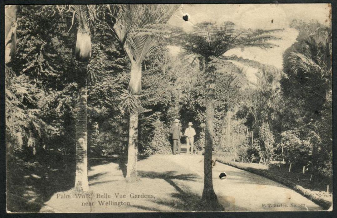LOWER HUTT Bellvue Gardens. palm Walk. Postcard. - 47438 - Postcard image 0