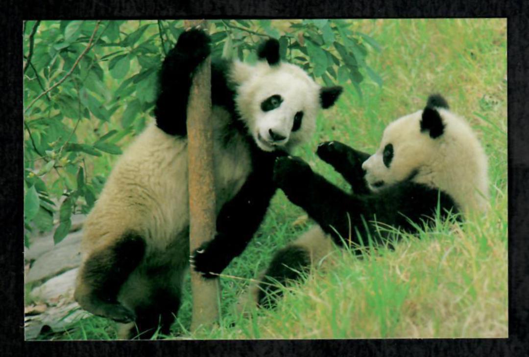 CHINA Modern Coloured Postcard of Pandas. - 444898 - Postcard image 0