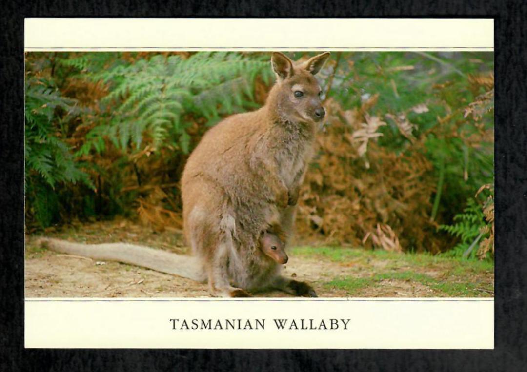 Modern Coloured Postcard of Tasmanian Wallaby. - 444963 - Postcard image 0