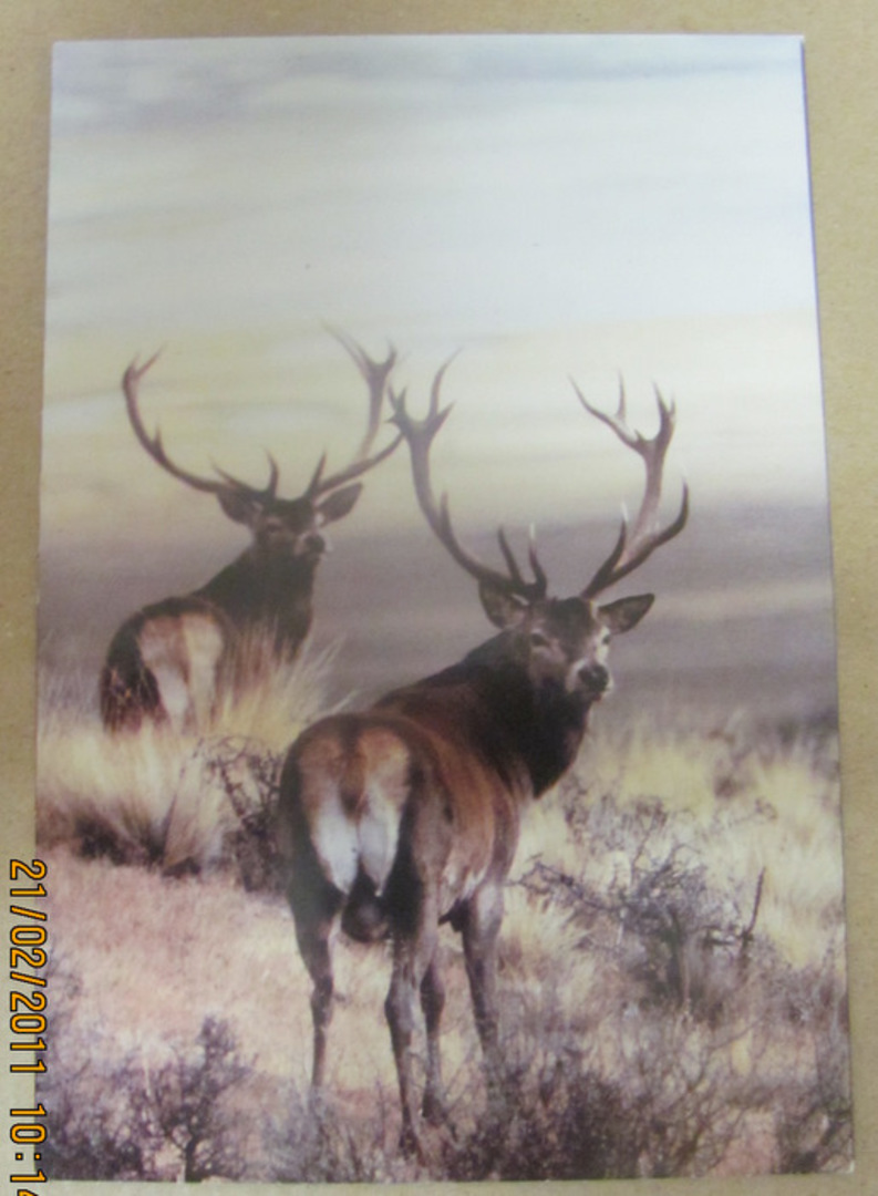 Modern Coloured Postcard of Stags in the High Country. - 444226 - Postcard image 0
