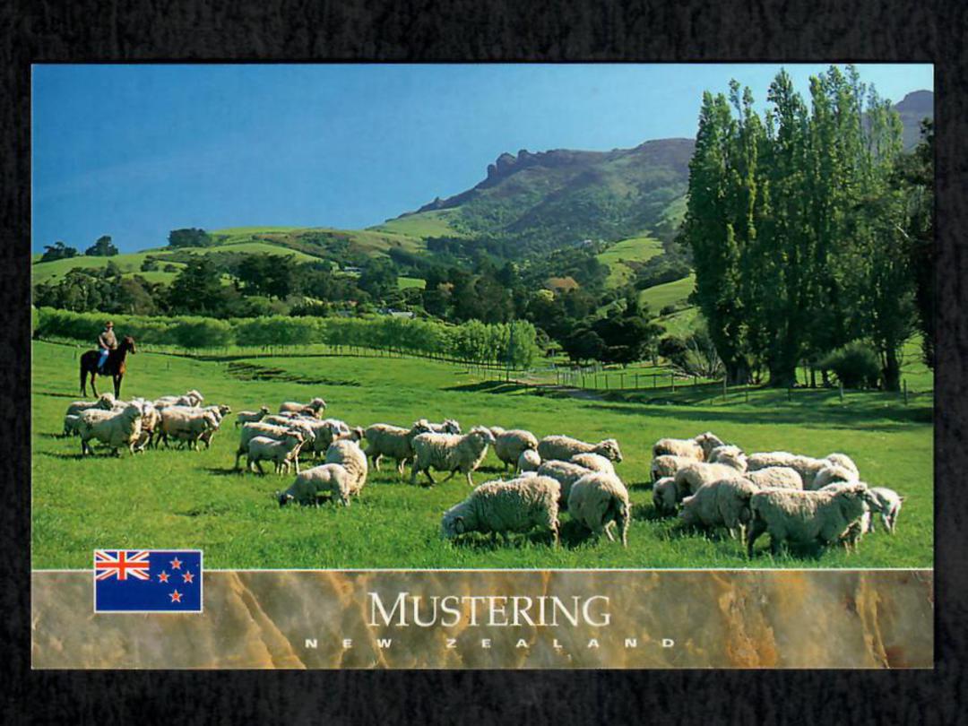 Modern Coloured Postcard by Colour View. Mustering sheep New Zealand. - 444825 - Postcard image 0