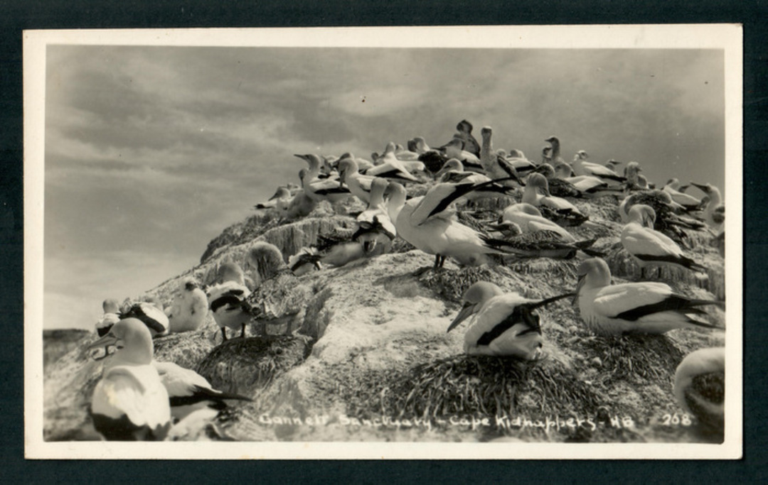 Real Photograph of Gannet Sanctuary Cape Kidnappers New Zealand. - 48067 - Postcard image 0