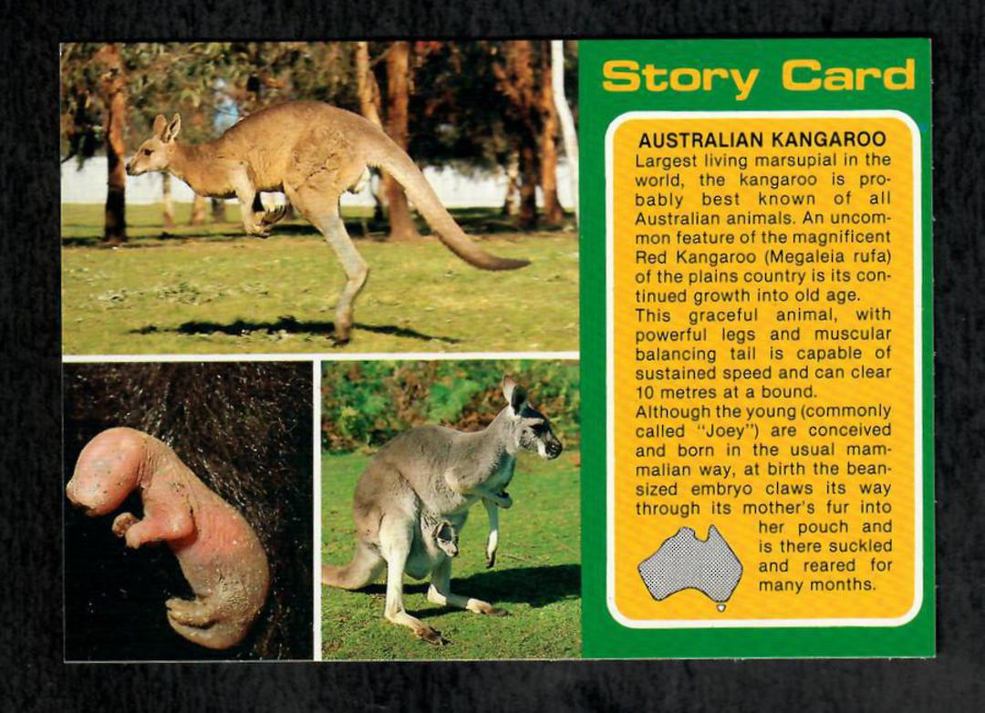 Modern Coloured Postcards of Wombat and Kangaroo. Two cards. - 444930 - Postcard image 1