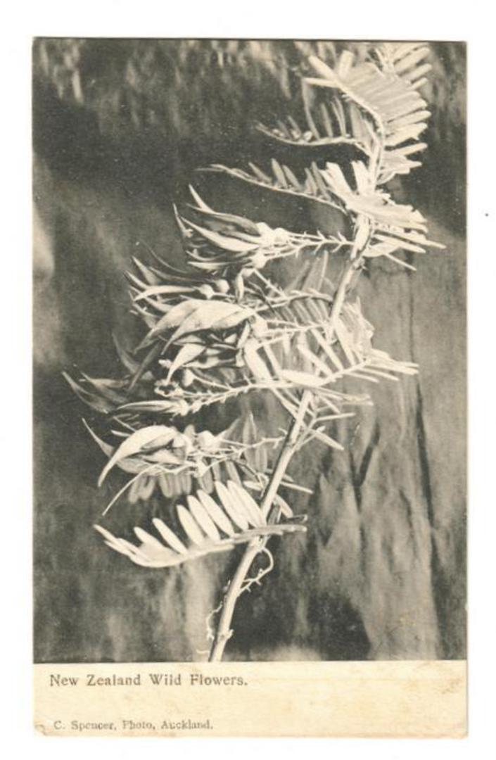 Postcard by C Spencer of Auckland New Zealand Wild Flowers series. Kaka Beak. - 42084 - Postcard image 0