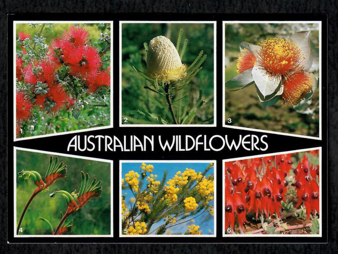 Modern Coloured Postcard of Australian Wildflowers. - 444818 - Postcard image 0