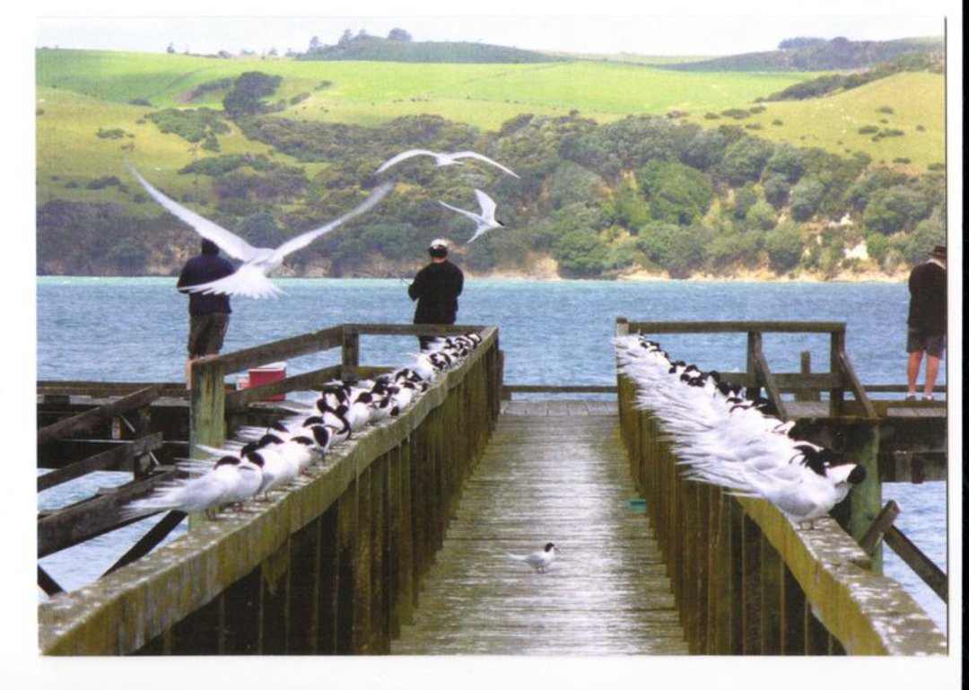 Modern Coloured postcard of Migrating White-Fronted Terns on Tinopai Wharf Kaipara Harbour. Excellent photo of the birds. - 4505 image 0