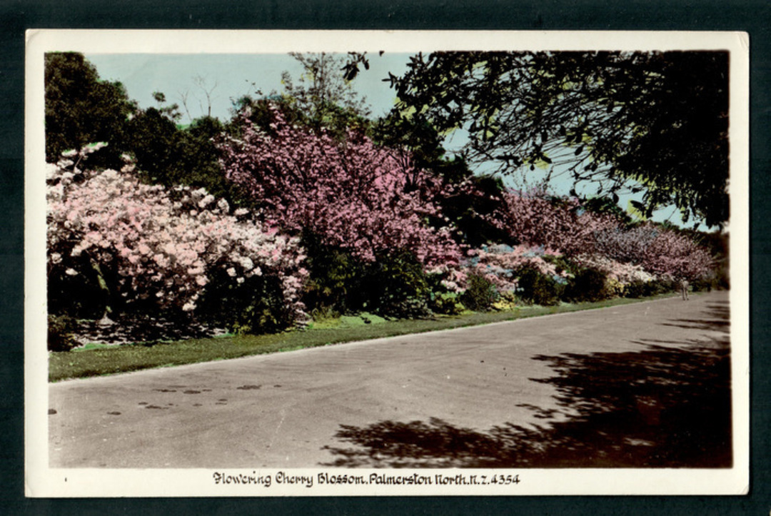 Coloured postcard by Hurst of Flowering Cherry Blossom Palmerston North. - 47203 - Postcard image 0