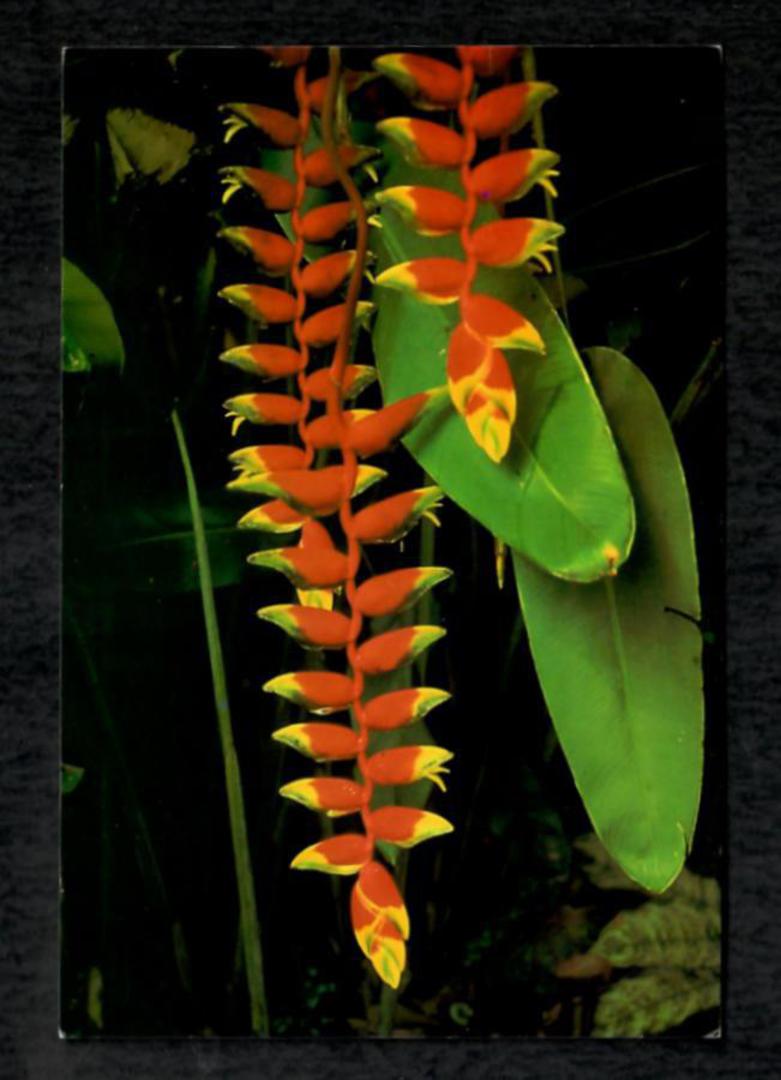 SINGAPORE  Modern Coloured Postcard of Heleconia Rostrata. - 444979 - Postcard image 0
