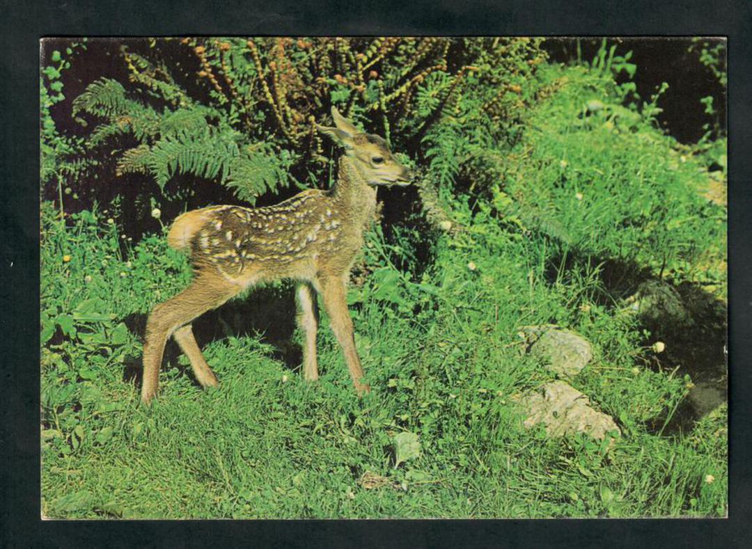 Modern Coloured Postcard by Gladys Goodall of young spotted fawn. - 444649 - Postcard image 0