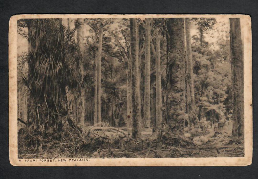 Printed Postcard from the Office of the High Commissioner for New Zealand 415 The Strand of Kauri Forest. Tired. - 44935 - Postc image 0