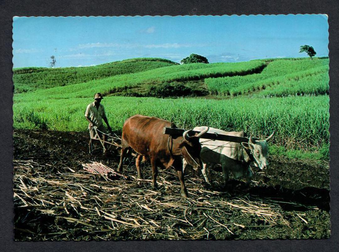 Coloured postcard of Indian Cane Farmer. - 43802 - Postcard image 0