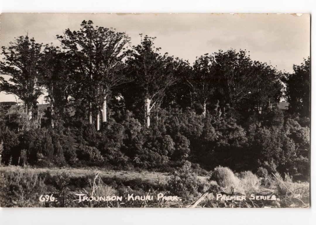 Real Photograph by T G Palmer & Son of Tronson Kauri Park. - 44883 - Postcard image 0