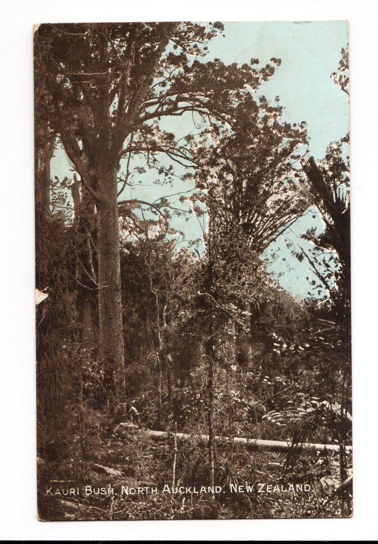 Tinted Postcard of Kauri Bush North Auckland. - 44818 - Postcard image 0