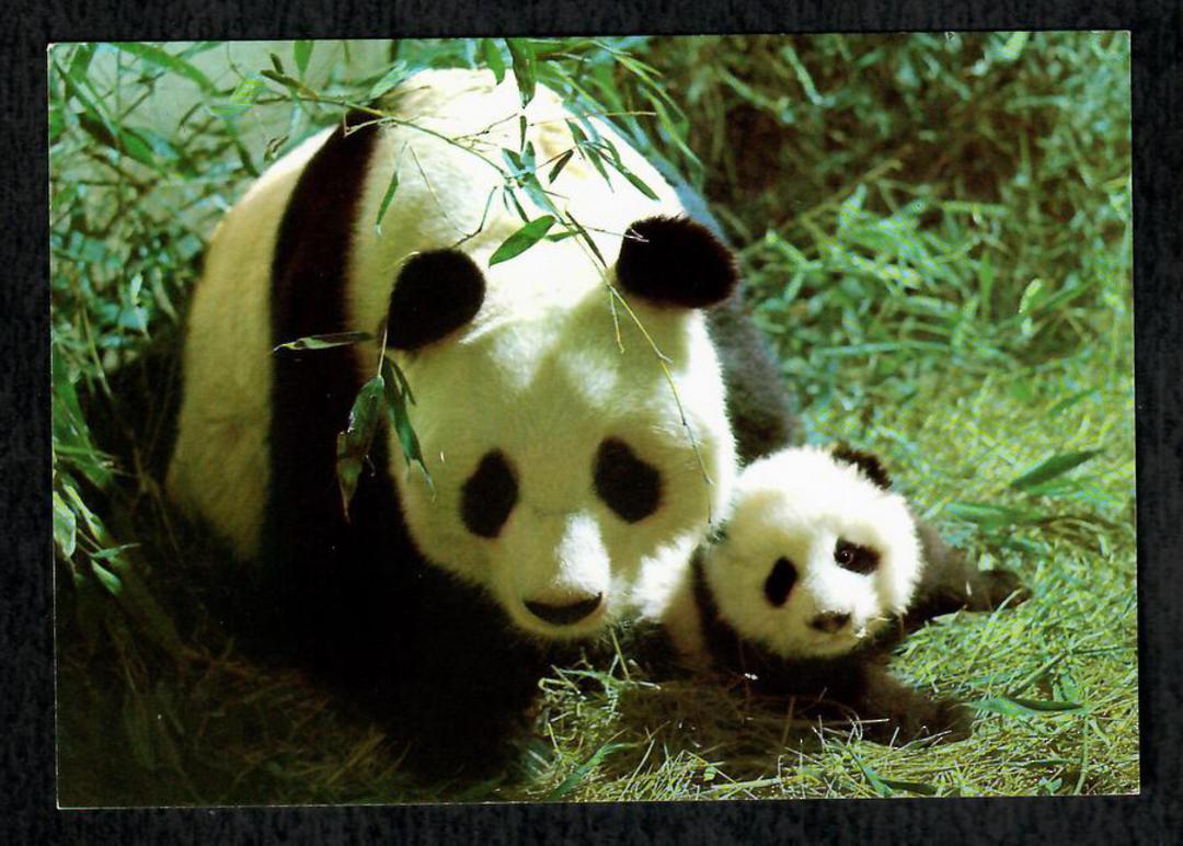 CHINA Modern Coloured Postcard of Giant Panda. - 444955 - Postcard image 0