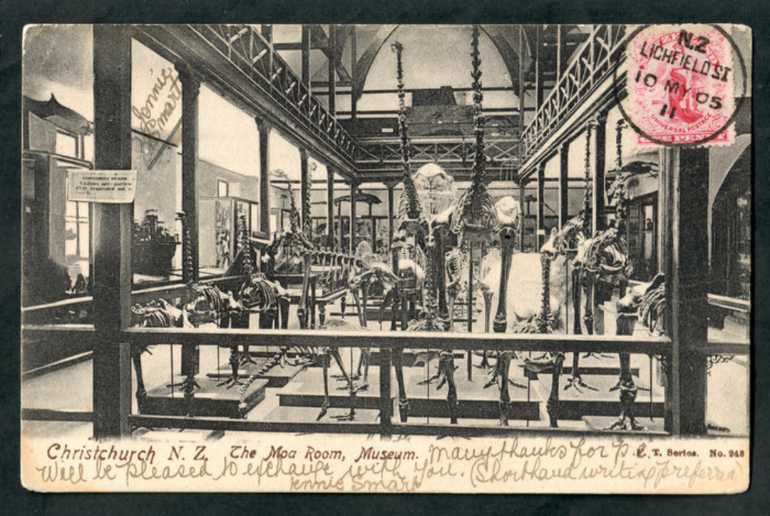 Early Undivided Postcard of The Moa Room Christchurch Museum. - 48347 - Postcard image 0