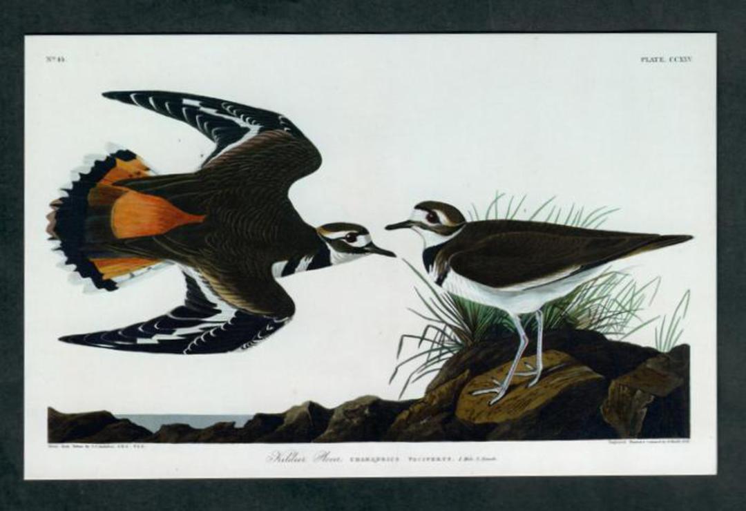 Modern Coloured Postcards from the British Library of Birds. Mainly old coloured illustrations from albums and books in the libr image 7