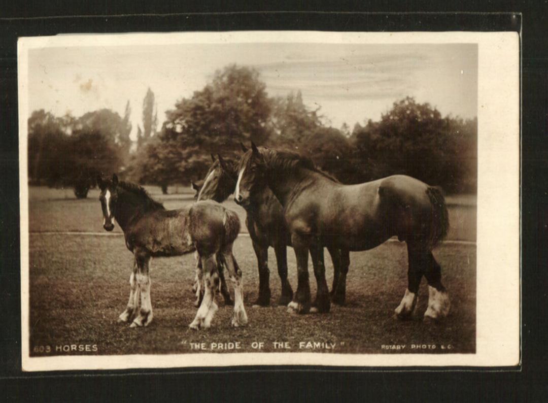 Excellent Real Photograph of Horses. - 42231 - Postcard image 0