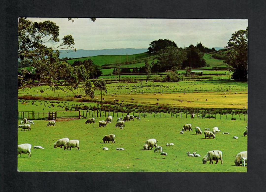 Modern Coloured Postcard by Gladys Goodall of a flock of sheep grazing. - 444161 - Postcard image 0