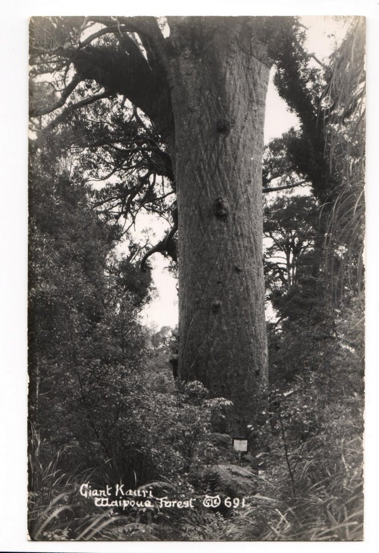 Real Photograph by Woolley of Giant Kauri Waipoua Forest. - 44777 - image 0