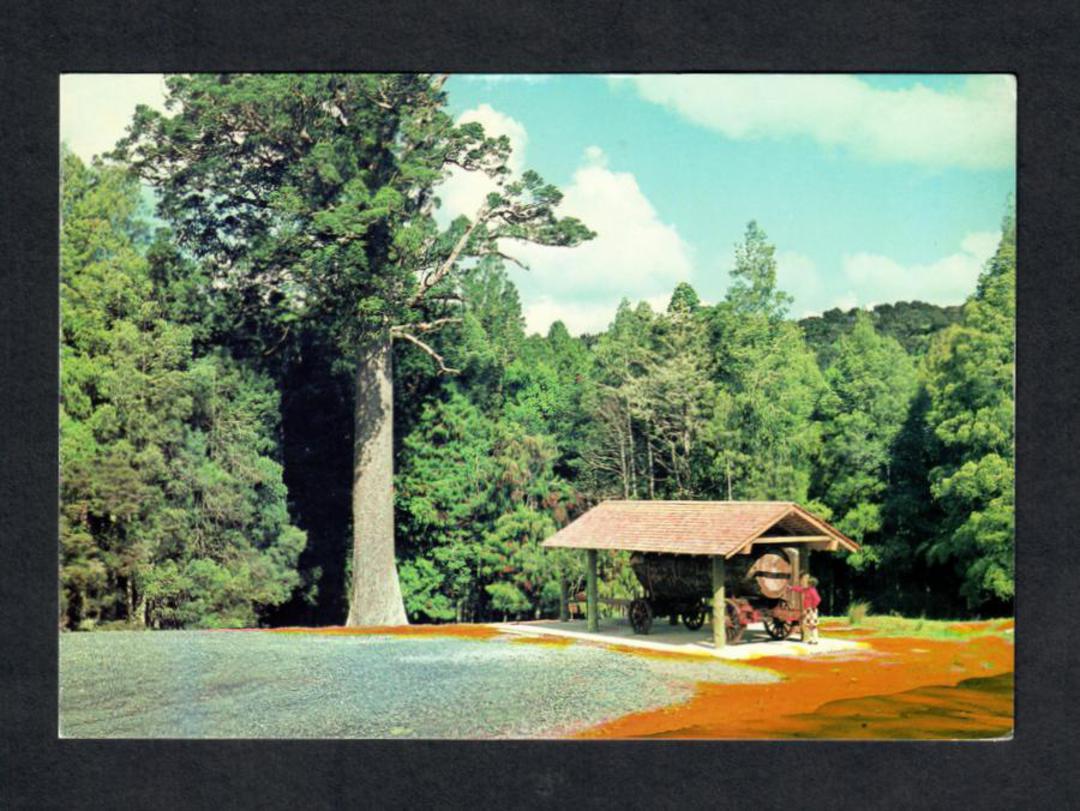 Modern Coloured Postcard of Parry Kauri Park Warkworth. - 444770 - Postcard image 0