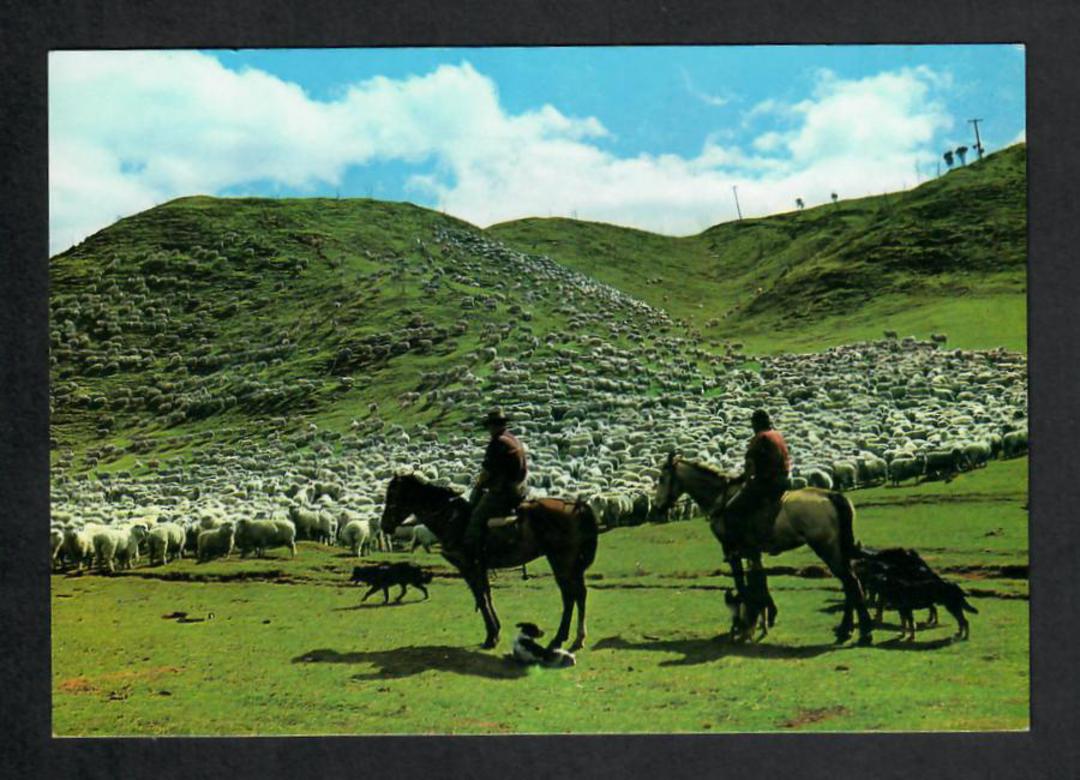 Modern Coloured Postcard by Gladys Goodall of a sheep muster in New Zealand. - 444167 - Postcard image 0