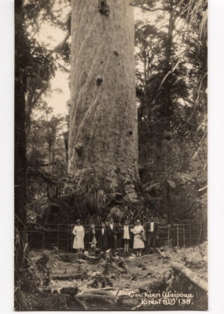 Real Photograph by G E Woolley of Giant Kauri Waipoua Forest. - 44923 - image 0