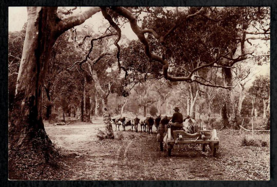 AUSTRALIA Reproduction of old postcard. Bullocks and cart. - 444878 - Postcard image 0