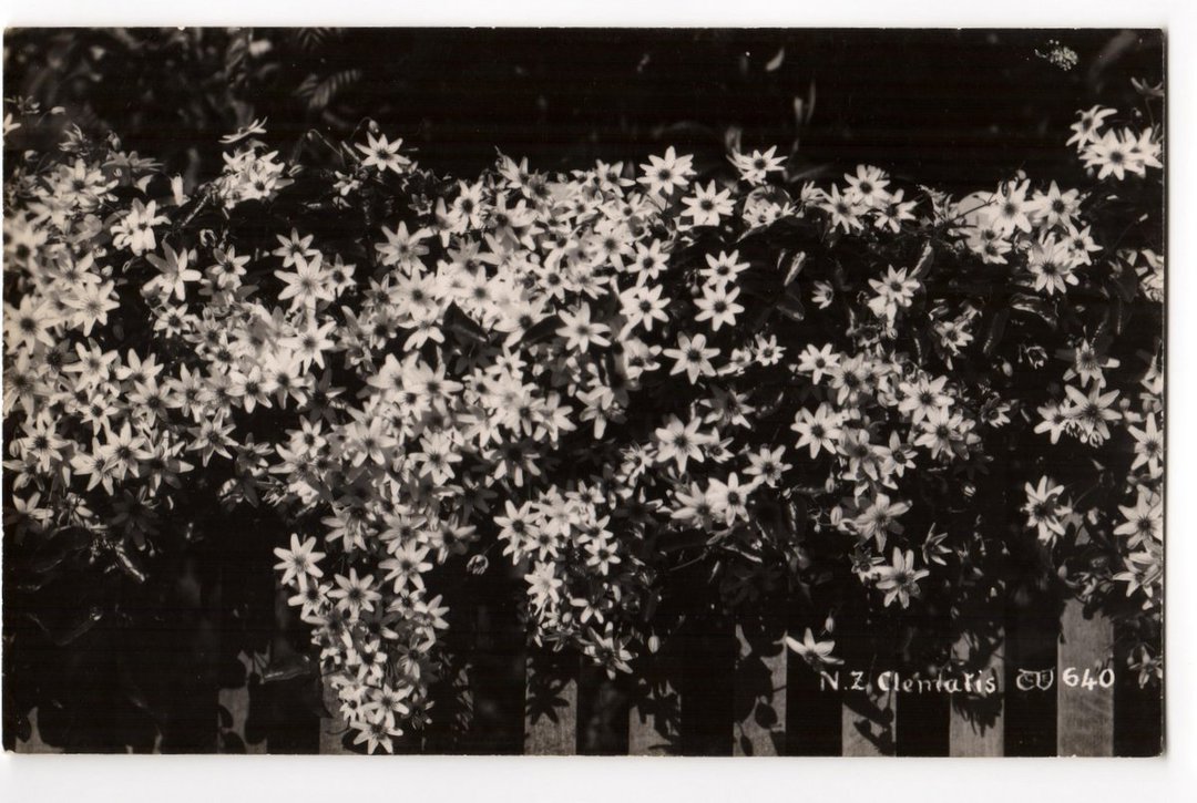 Real Photograph by G E Woolley of Clematis (Central Park Whangarei). - 44809 - Postcard image 0