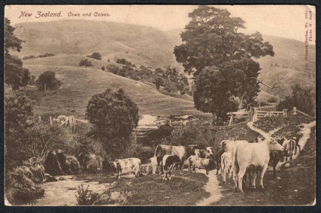 COWS and CALVES New Zealand Real Photograph - 41441 - Postcard image 0