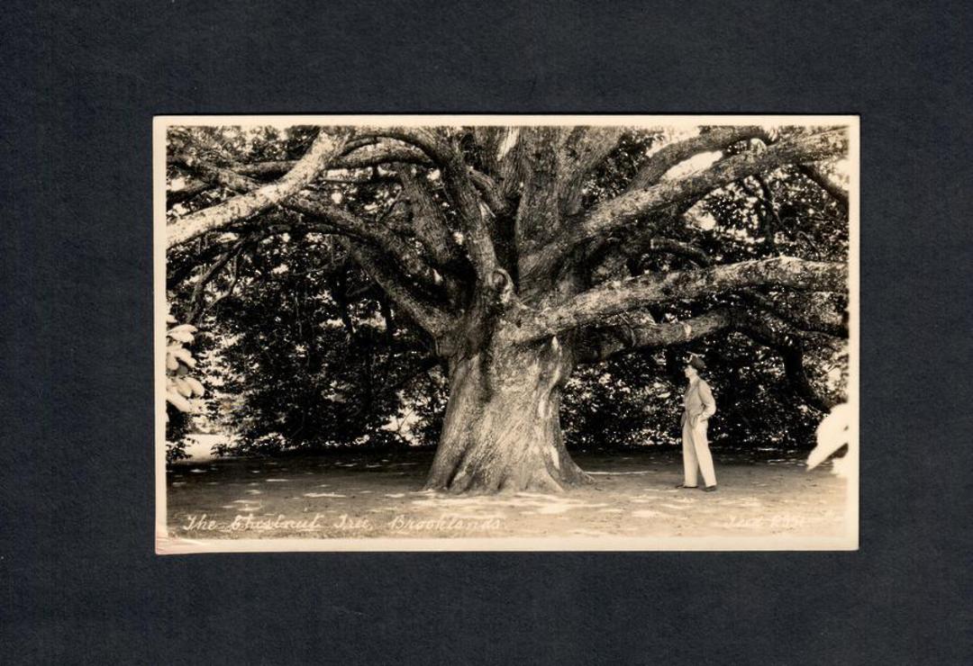 Real Photograph by Teeds of the Chestnut Tree Brooklands. - 46932 - Postcard image 0