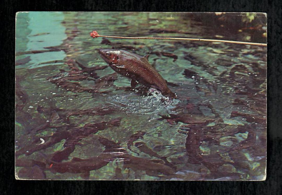 Modern Coloured Postcard by Gladys Goodall of trout at Paradise Valley Rotorua. - 444486 - Postcard image 0