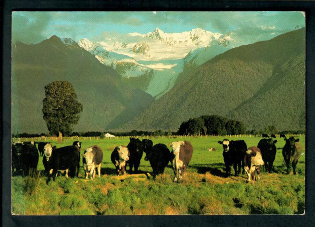 Modern Coloured Postcard by Robt Wells of Hereford Cattle at Fox Glacier. - 448751 - Postcard image 0