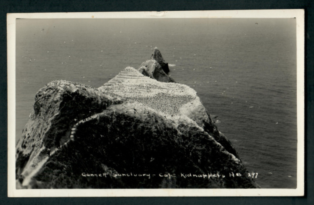 Real Photograph of Gannet Sanctuary Cape Kidnappers. - 48069 - Postcard image 0