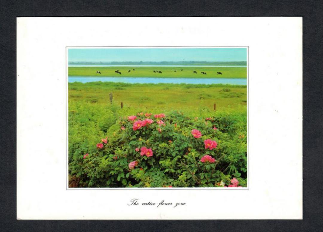 JAPAN Modern Coloured Postcard of Native Flower Zone. - 444692 - Postcard image 0