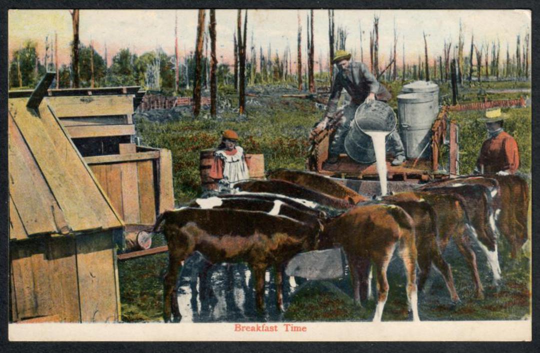BREAKFAST TIME for the calves. Coloured Postcard. - 41444 - Postcard image 0