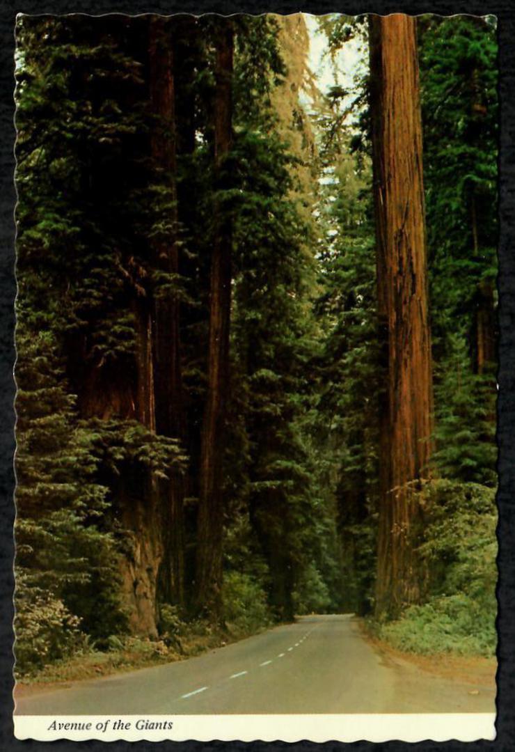 USA Two Modern Coloured Postcards of Redwood Trees. - 444995 - Postcard image 0