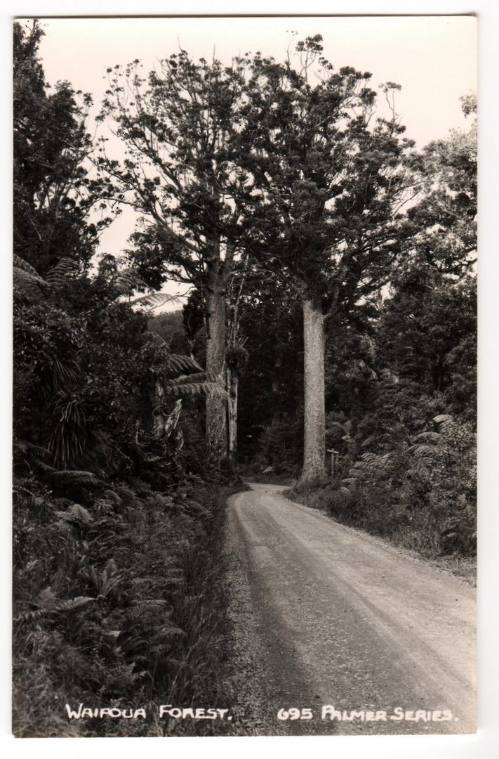 Real Photograph by T G Palmer & Son of Waipoua Forest. - 44783 - image 0