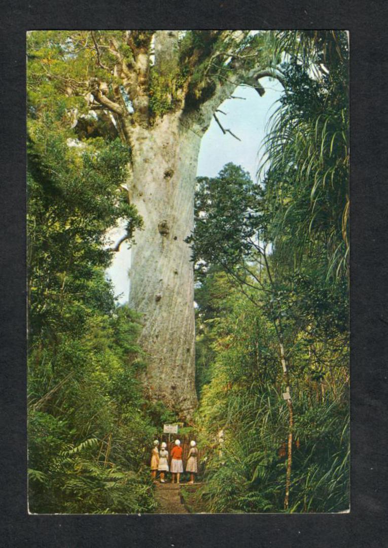 Modern Coloured Postcard by Gladys Goodall of Tane Mahuta Waipoua Forest. Take 2. Four people. - 444405 - Postcard image 0