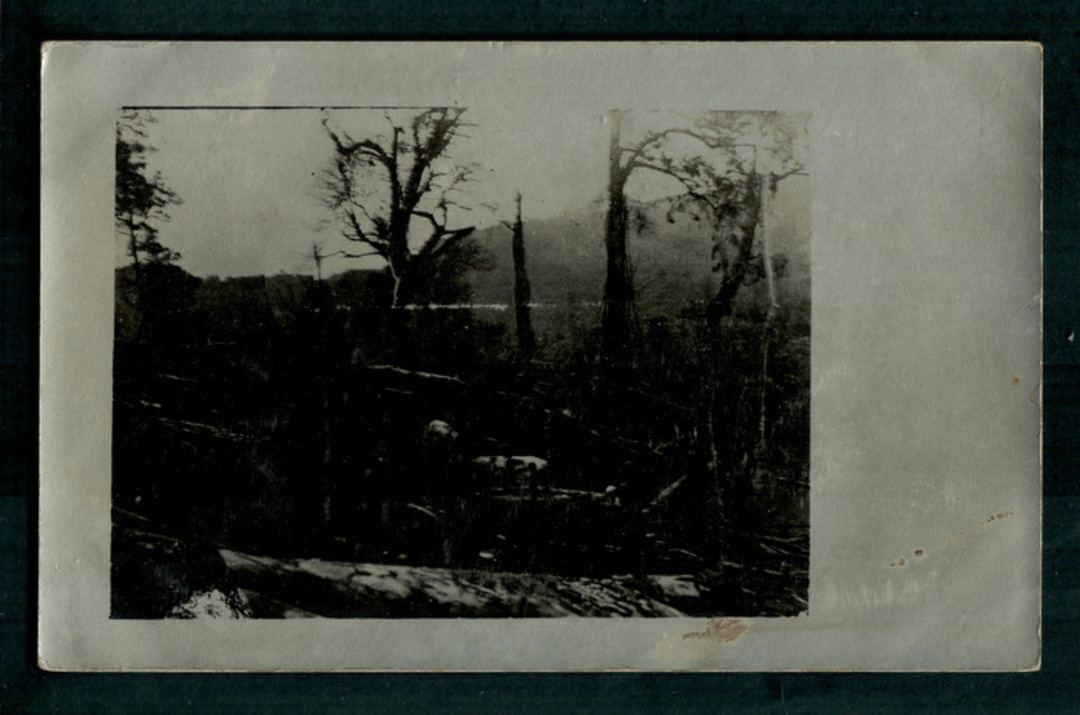 Real Photograph of Bush Clearance Levin. - 47301 - Postcard image 0