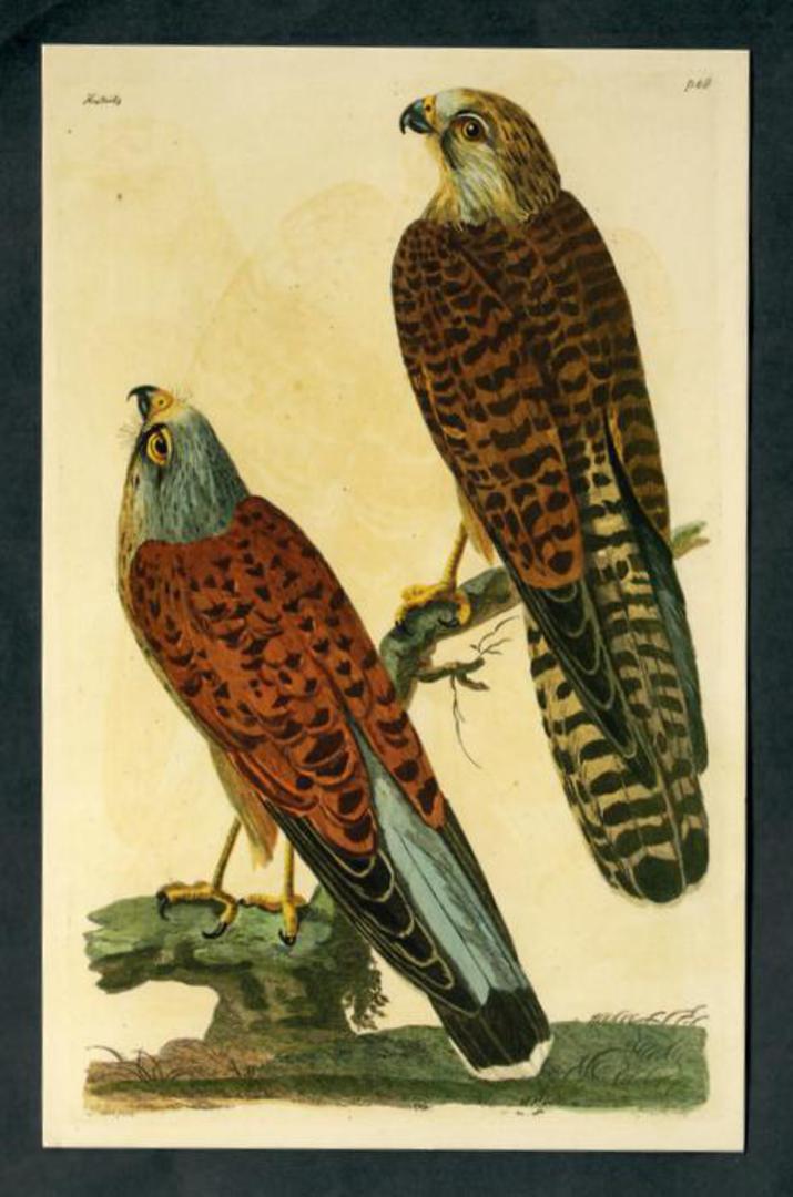 Modern Coloured Postcards from the British Library of Birds. Mainly old coloured illustrations from albums and books in the libr image 0