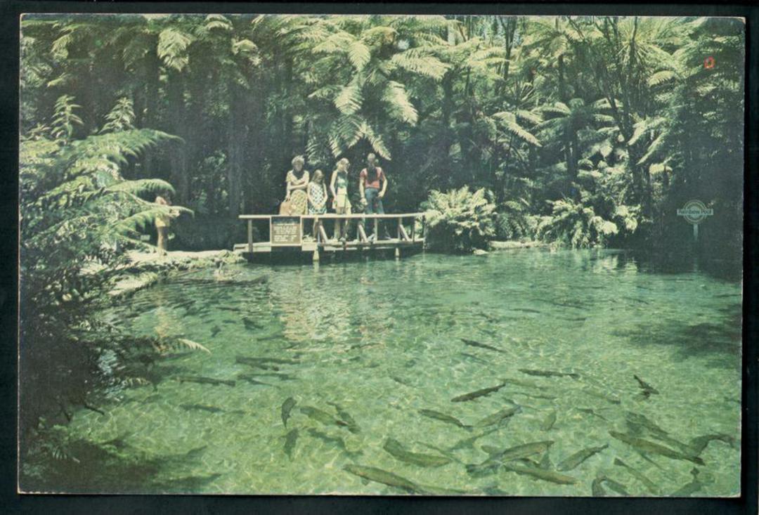 Modern Coloured Postcard in large size of Rainbow Springs Rotorua. - 100445 - Postcard image 0