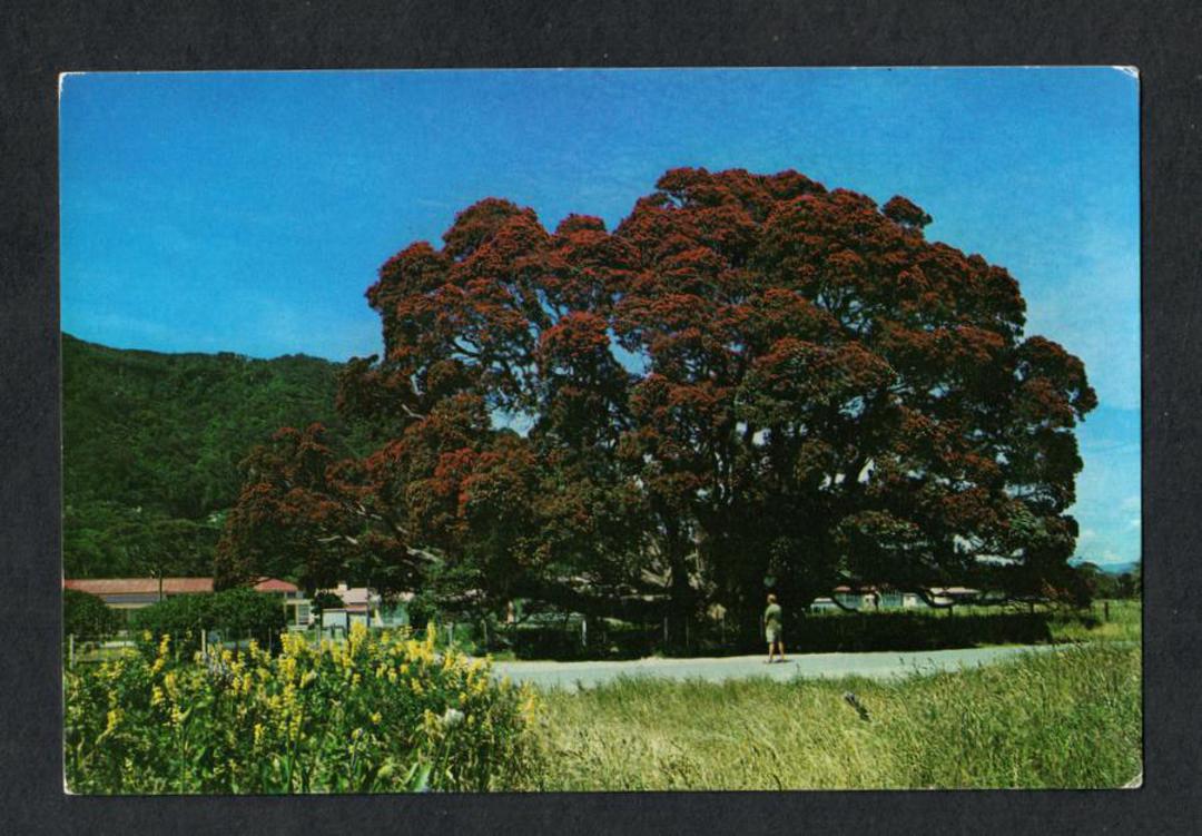 Modern Coloured Postcard by Gladys Goodall of the largest Pohutukawa Tree in the world, Te Araroa. - 444307 - Postcard image 0