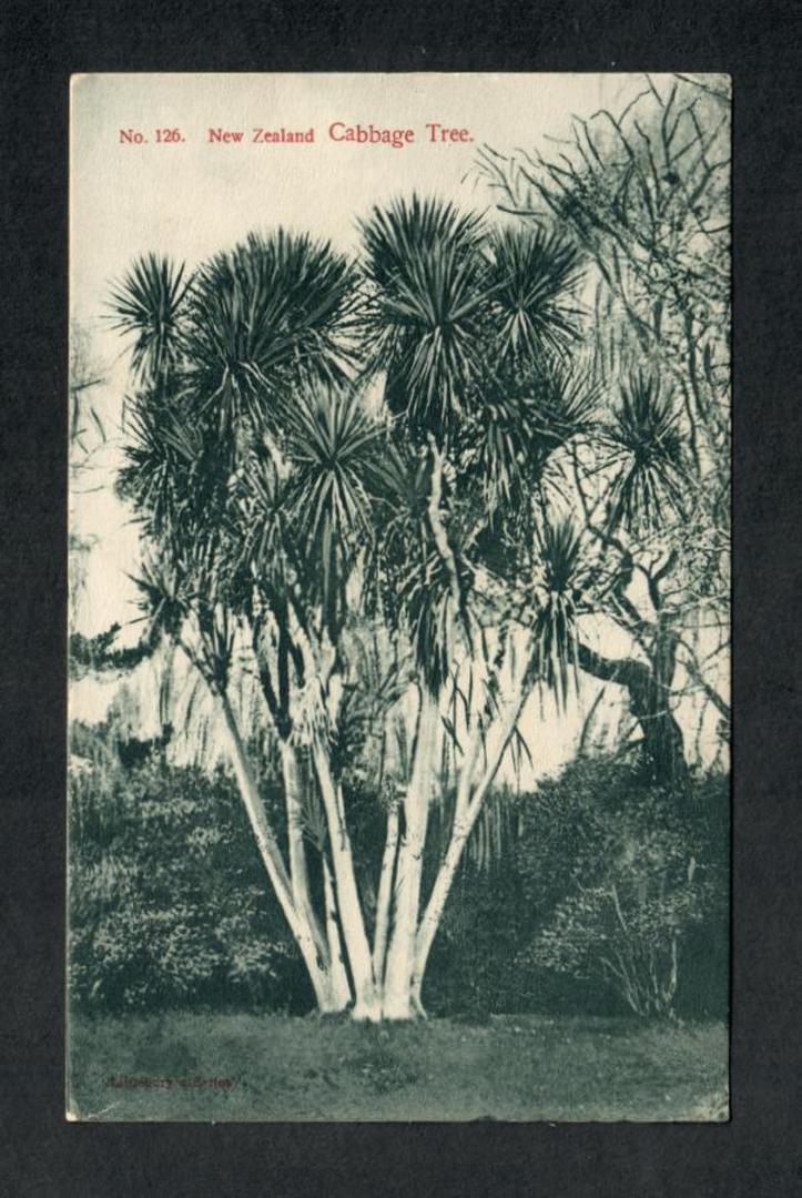 CABBAGE TREE New Zealand Postcard. - 249782 - Postcard image 0