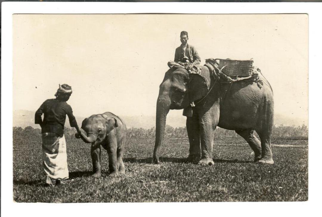 Superb Real Photograph of elephant and young. - 42127 - Postcard image 0