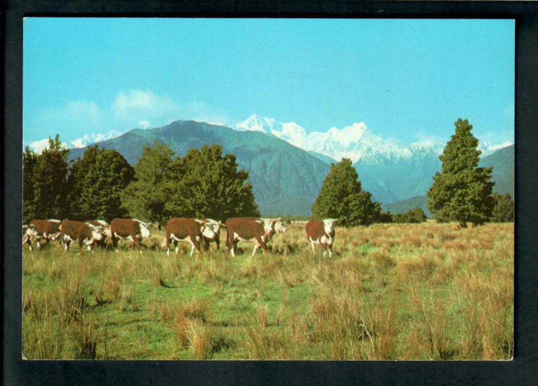 Modern Coloured Postcard by Ray Sinclair of Hereford Cattle Westland. - 448752 - Postcard image 0