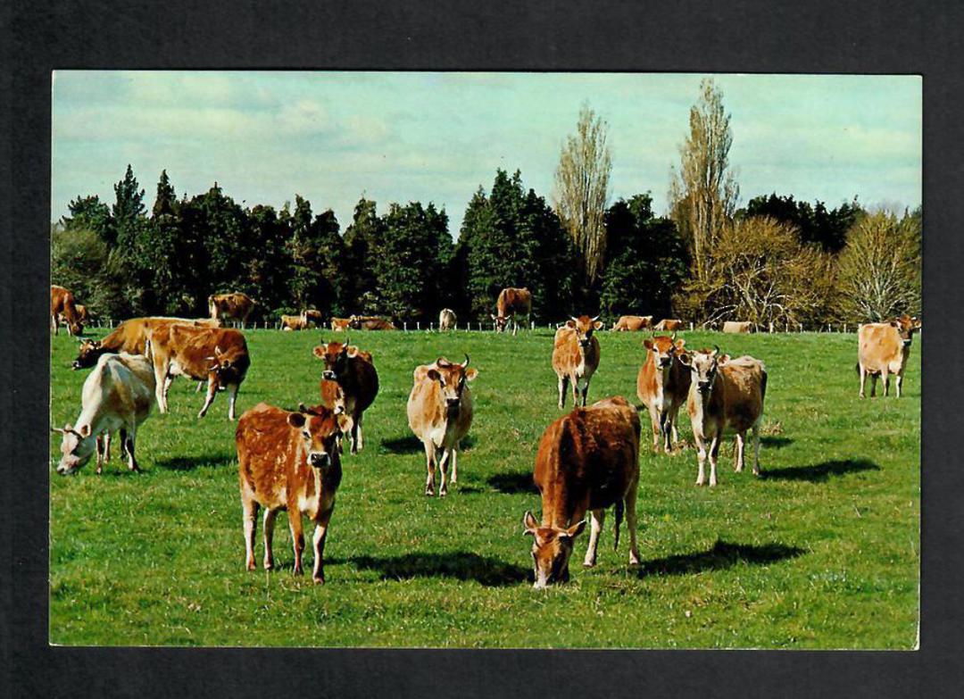 Modern Coloured Postcard by Gladys Goodall of a herd of Jersey Cattle. - 444160 - Postcard image 0