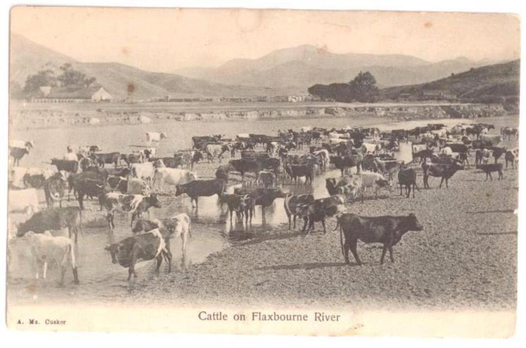 Postcard of Cattle on the Flaxbourne River. Poor condition but an excellent card demonstrating mixed breeds. - 41754 - Postcard image 0