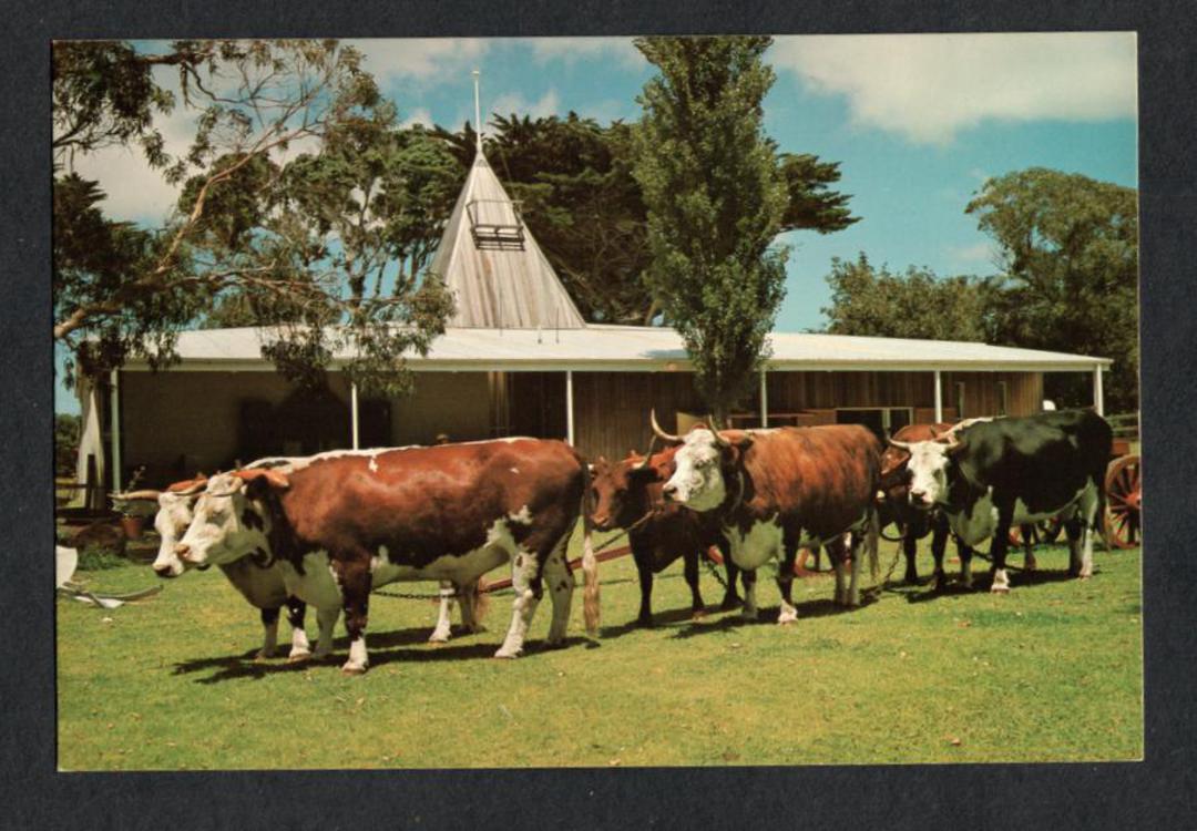 Modern Coloured Postcard by Colour View the Oxen at the Wagener Museum Houhora. - 444321 - Postcard image 0